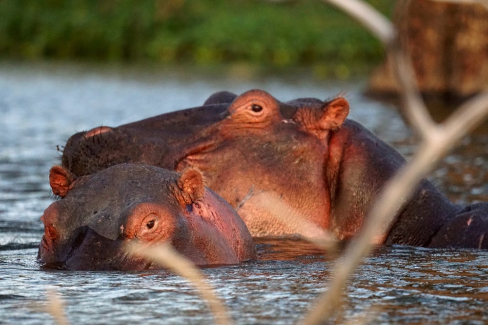 dois hipopótamos estão nadando em um corpo de água