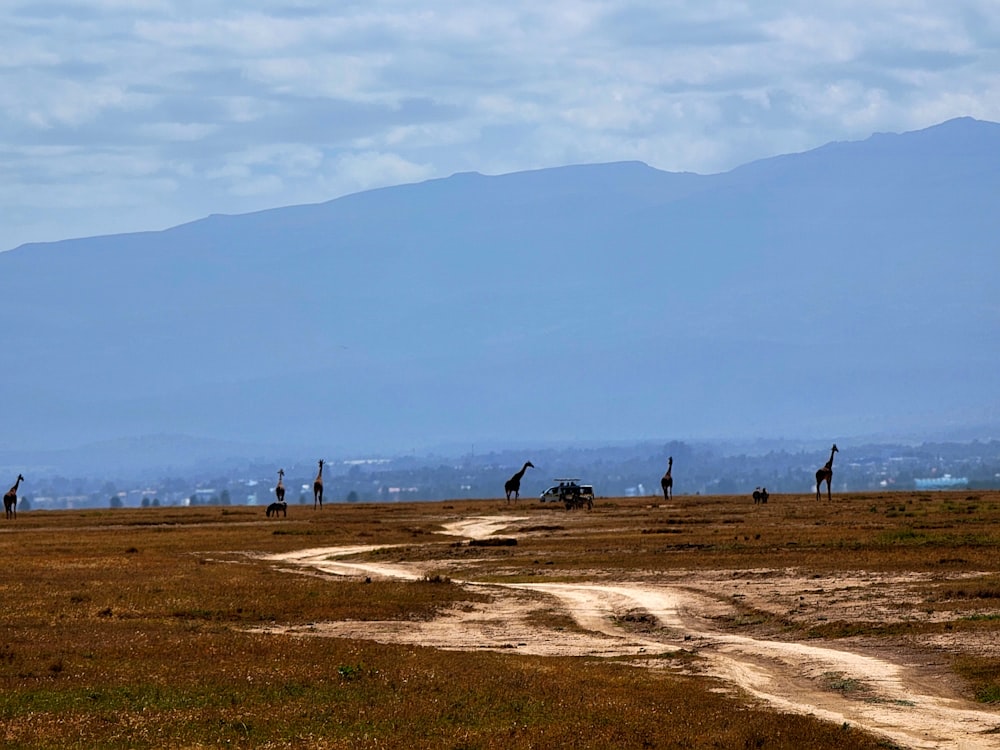 a herd of giraffe standing on top of a dry grass field