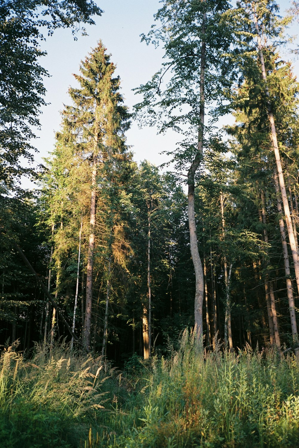 a forest filled with lots of tall trees