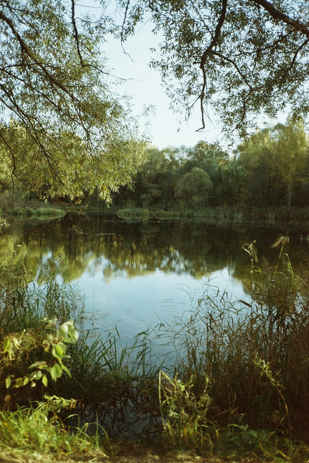 a body of water surrounded by trees and grass