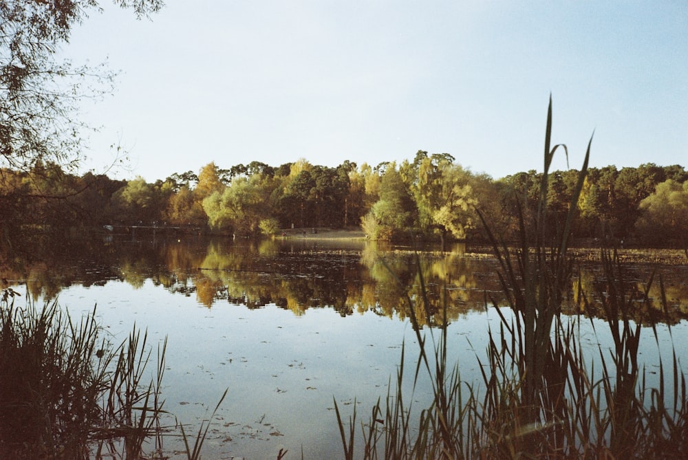 a lake surrounded by tall grass and trees