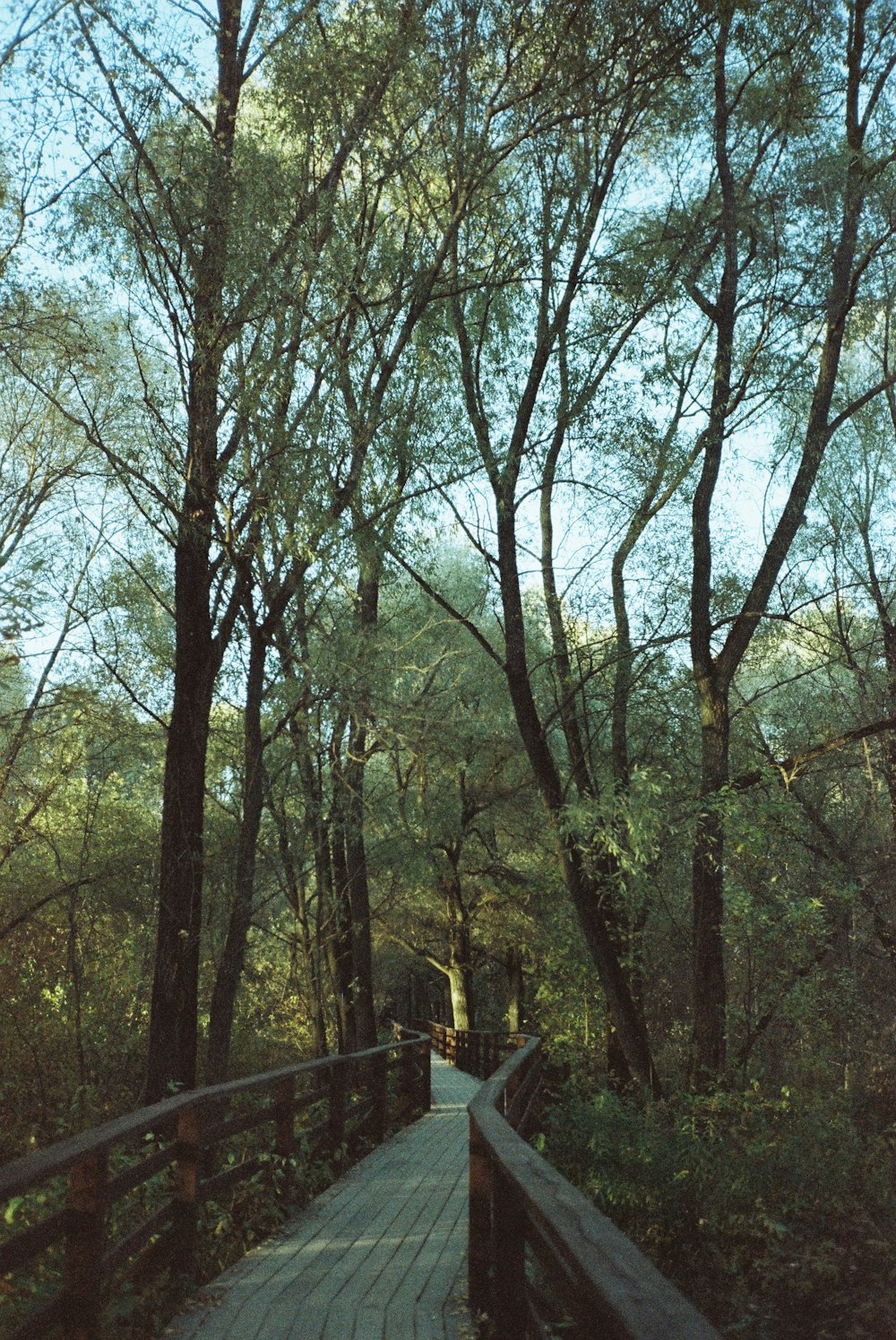 a wooden walkway through a forest with lots of trees