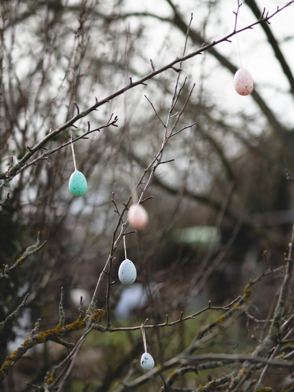 a branch with some eggs hanging from it