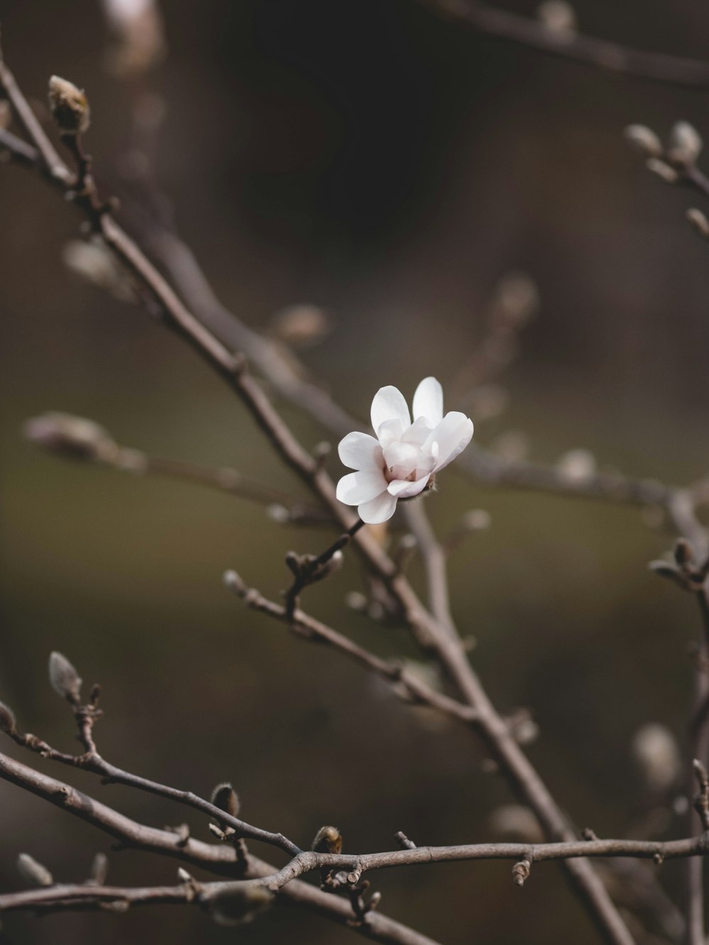 a small white flower on a tree branch