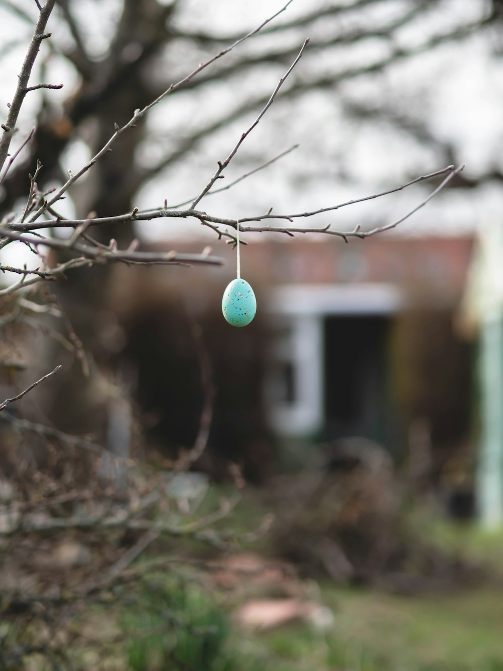 a blue egg hanging from a tree branch