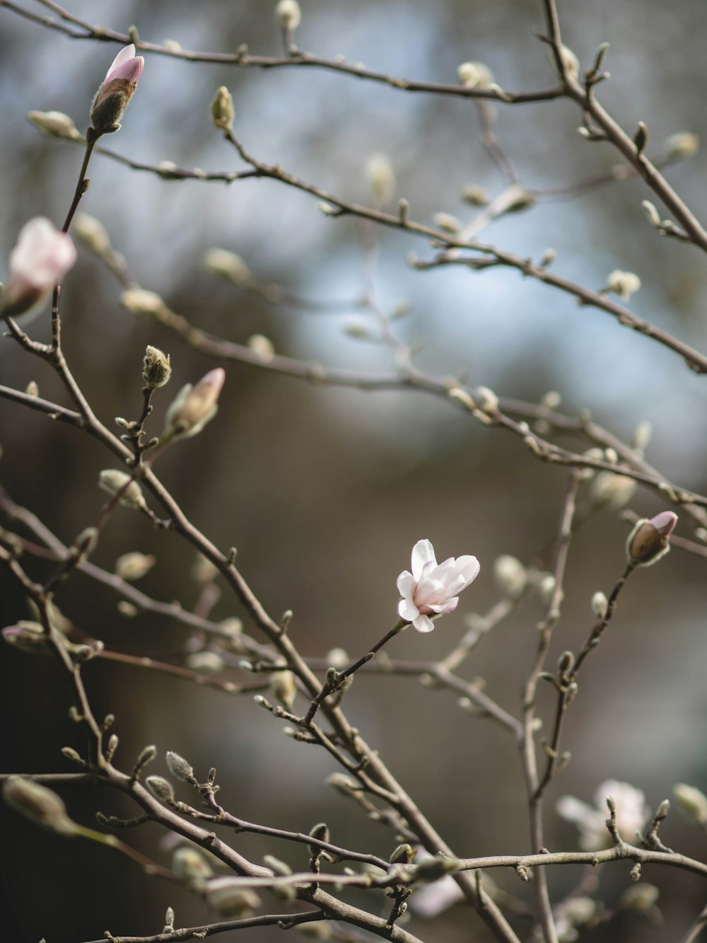 a small white flower sitting on top of a tree branch