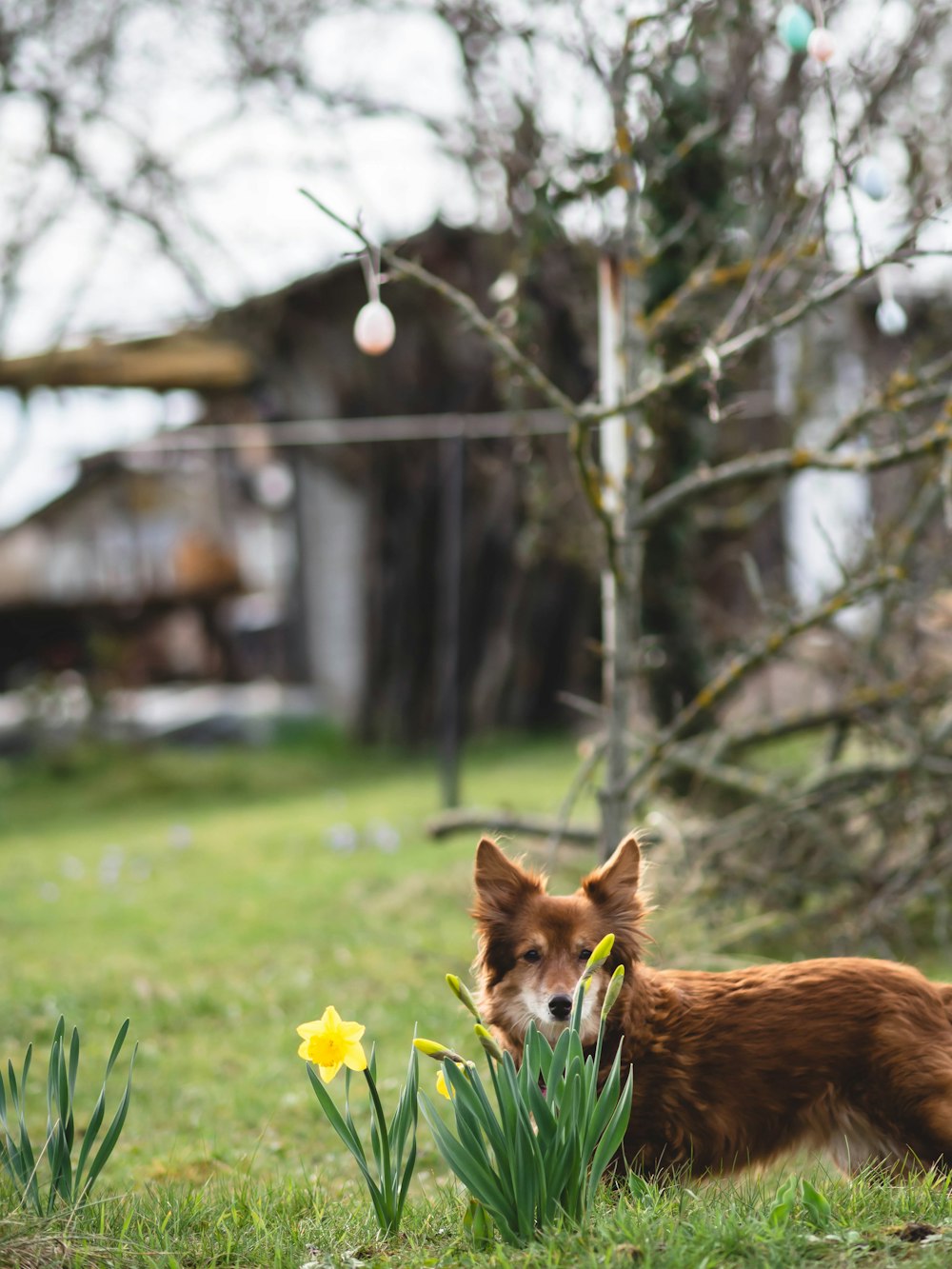 Un perro parado en la hierba junto a unas flores