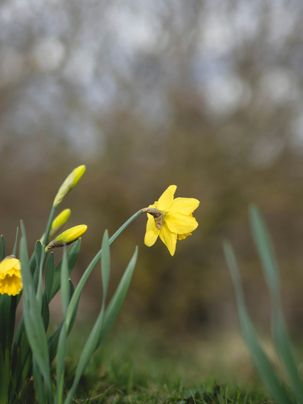 a couple of yellow flowers that are in the grass