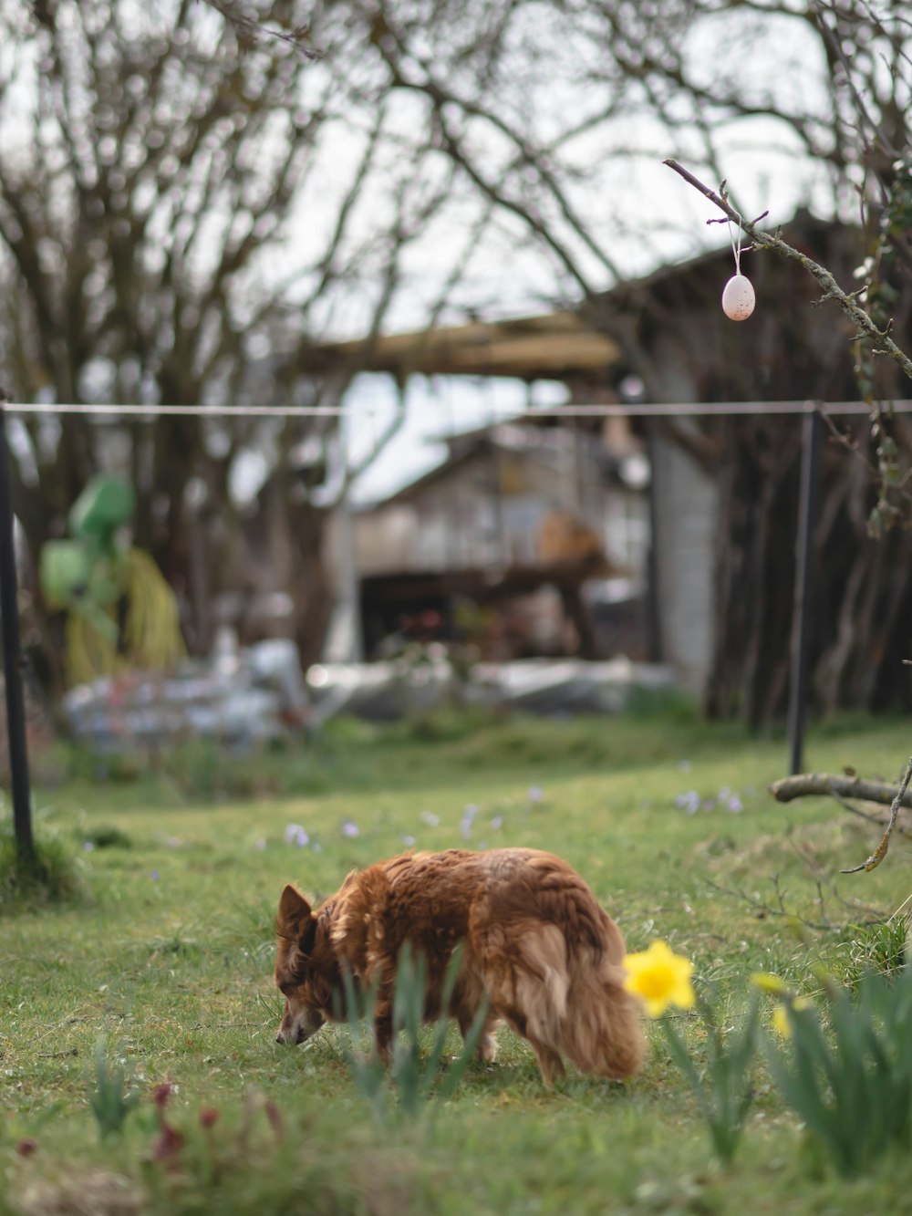 a brown dog standing on top of a lush green field