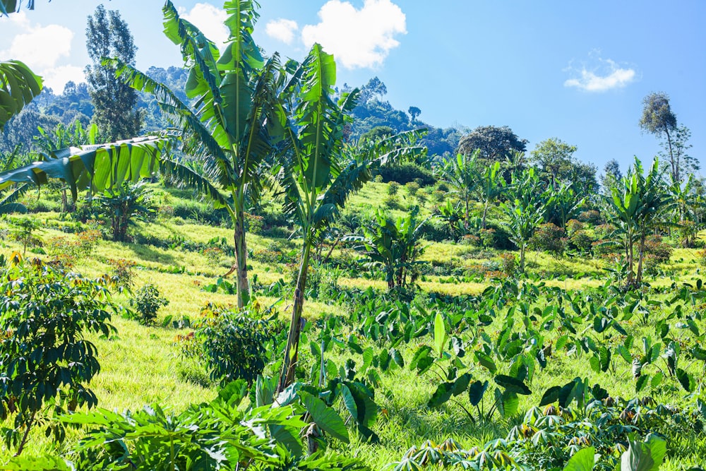 a lush green hillside covered in lots of trees