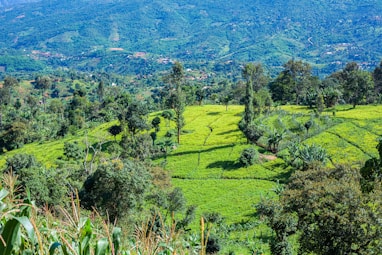 a lush green valley surrounded by trees and mountains