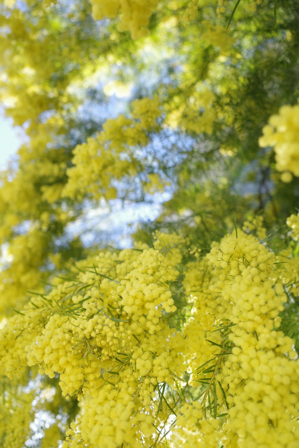 a bunch of yellow flowers hanging from a tree