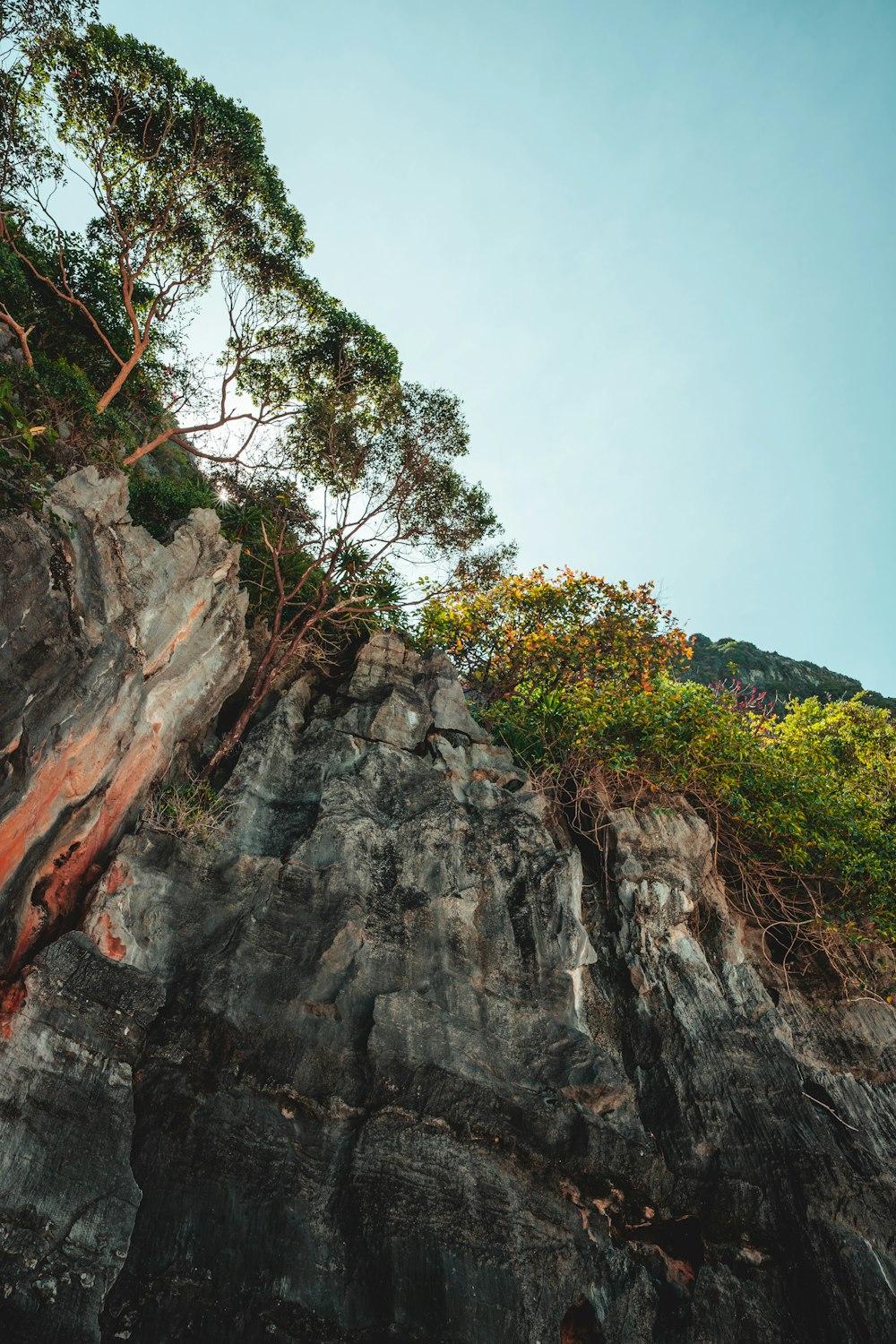 a tree growing on the side of a cliff