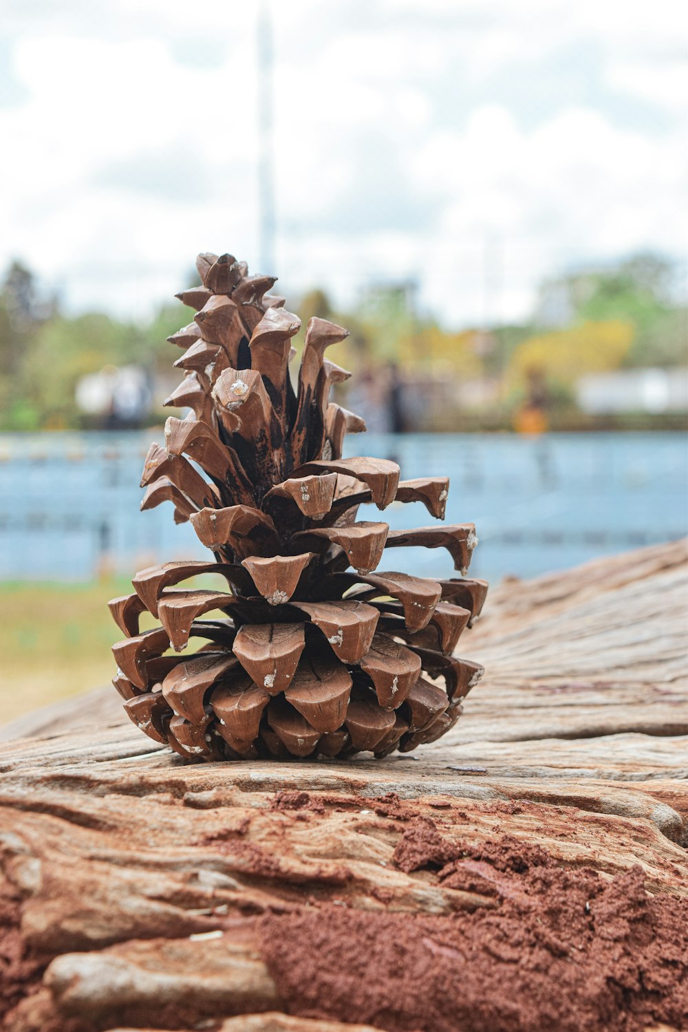 a pine cone sitting on top of a wooden table