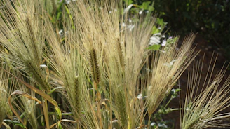 Close-up of golden barley grains swaying gently in a sunlit Egyptian field.