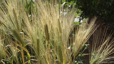 Close-up of golden barley grains swaying gently in a sunlit Egyptian field.