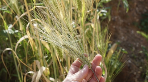 a person holding a plant in their hand