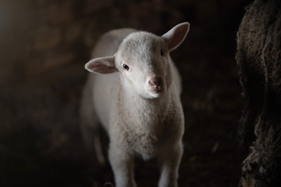 A young lamb standing in a dimly lit environment, gazing toward the camera with a curious expression. Its wool appears soft and fluffy, and its surroundings are dark, providing a stark contrast to its light-colored fur.