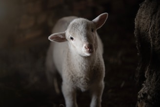 A young lamb standing in a dimly lit environment, gazing toward the camera with a curious expression. Its wool appears soft and fluffy, and its surroundings are dark, providing a stark contrast to its light-colored fur.