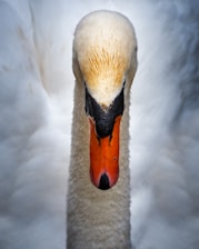 a close up of a white swan with a black beak