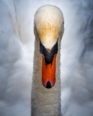 a close up of a white swan with a black beak