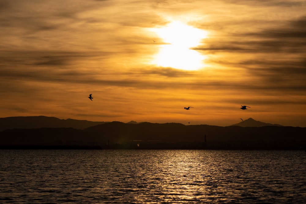 birds flying over a body of water at sunset
