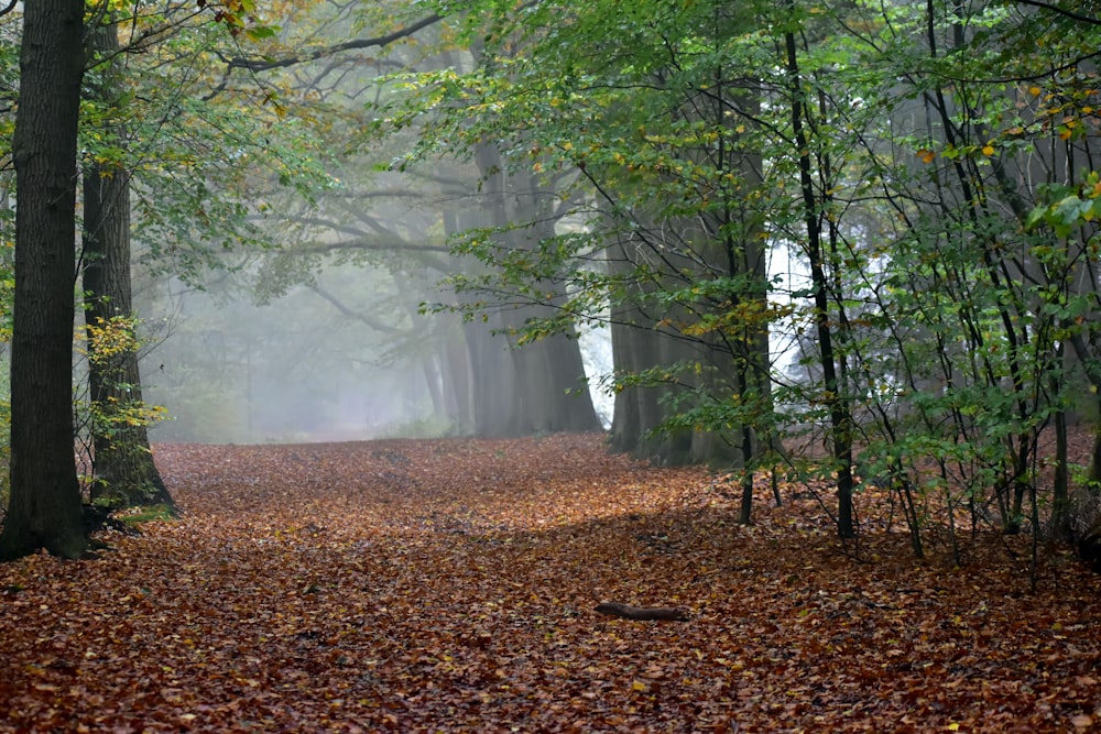 a foggy forest with leaves on the ground