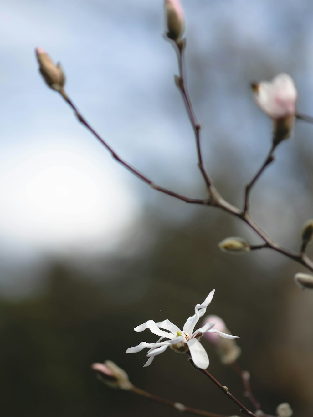 a close up of a flower on a tree branch