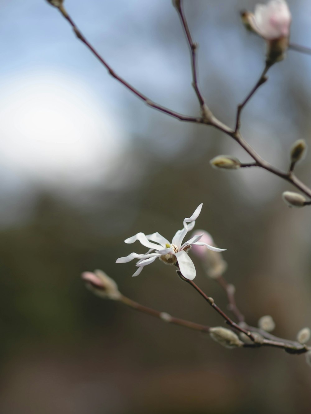 a small white flower on a tree branch