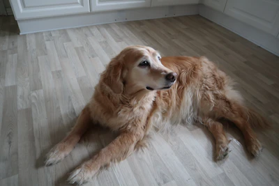 a large brown dog laying on top of a hard wood floor