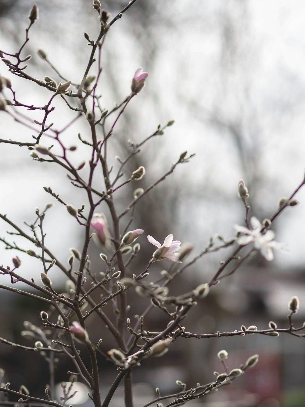 a small tree with white flowers in a park