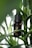 A small amber bottle with a black cap and label featuring a leaf design, nestled among vibrant green leaves of a plant. The bottle is labeled as CBD oil with 20% full spectrum.