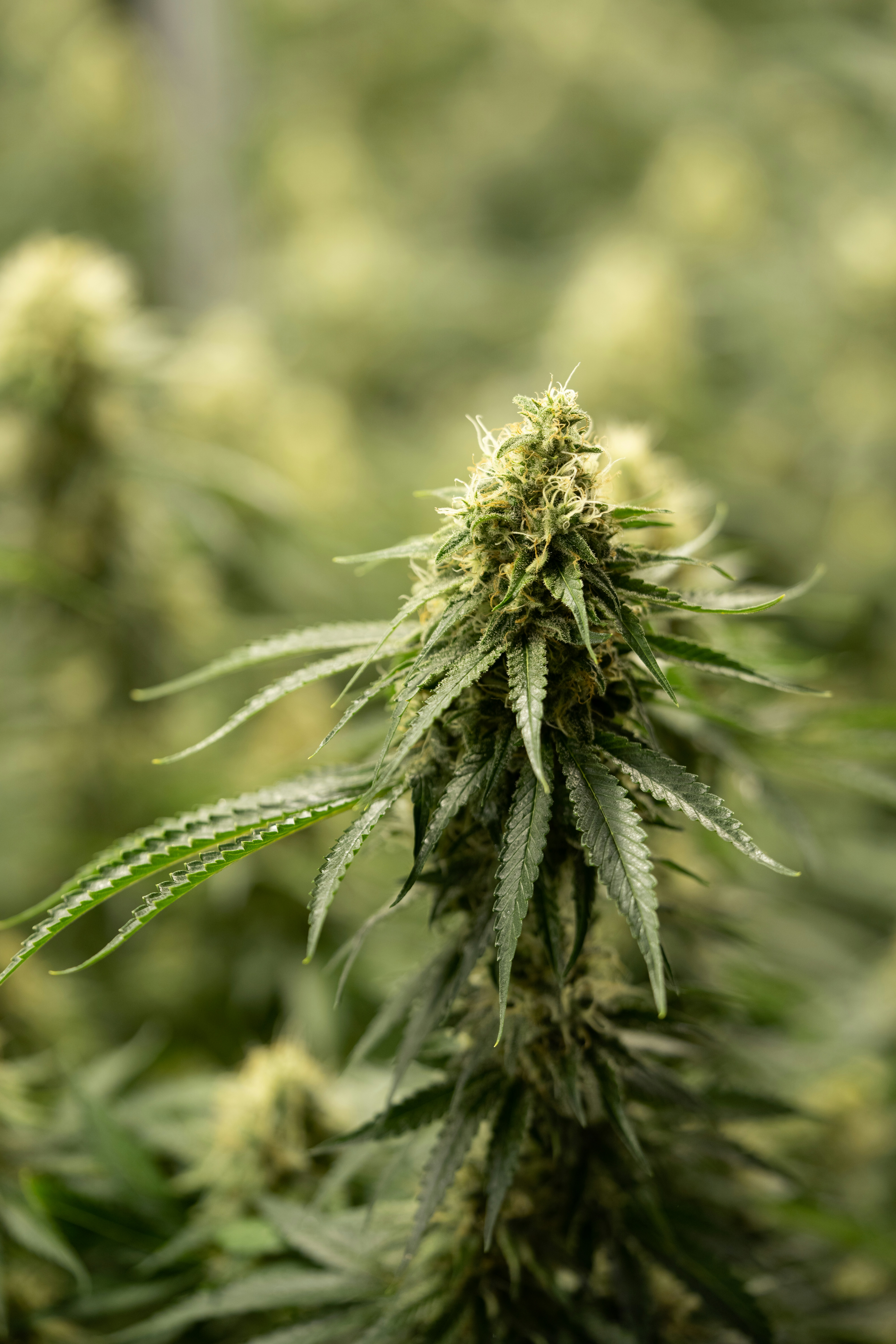 Photo by crystalweed