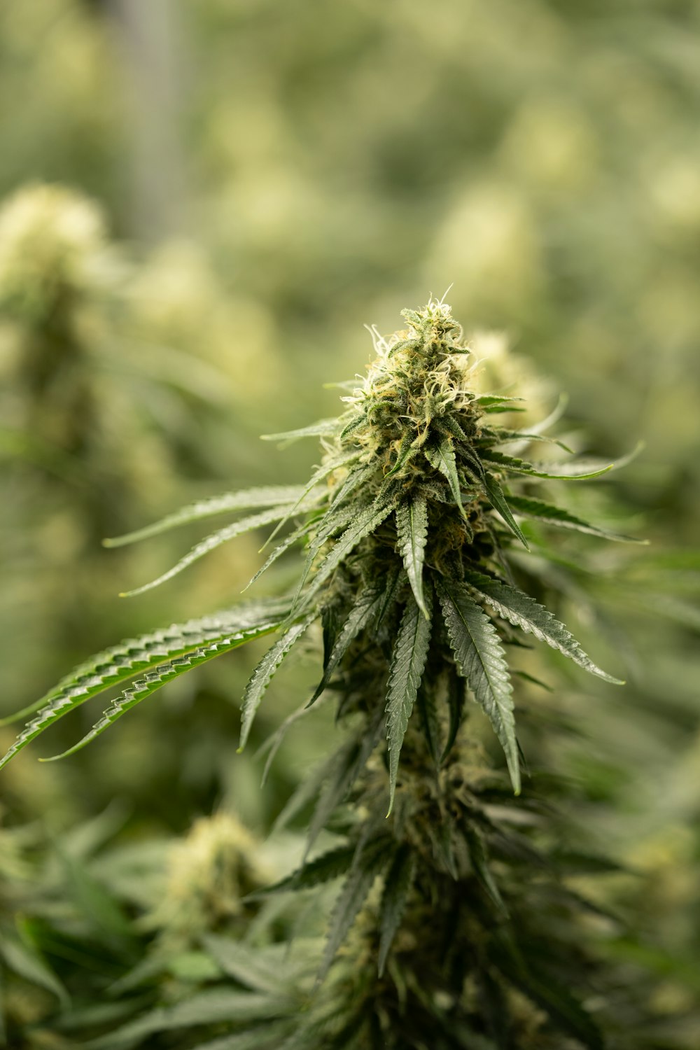 a close up of a marijuana plant in a field