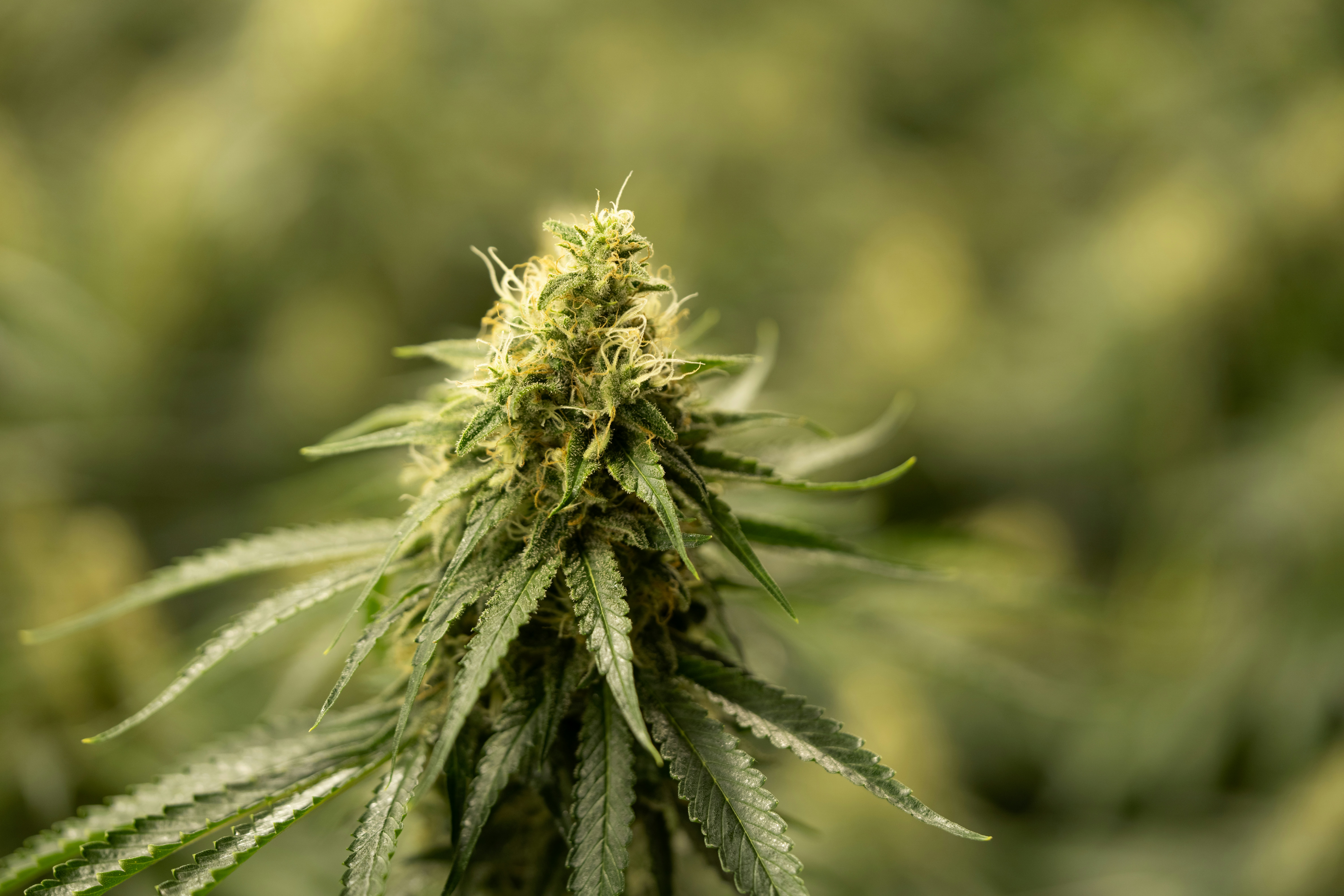 Photo by crystalweed