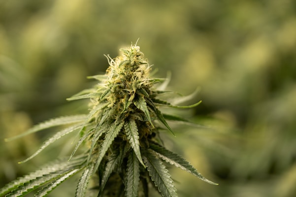 A close-up of a cannabis leaf with a subtle cosmic background in deep green tones.