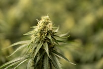 A close-up view of a cannabis plant with dense green leaves and a budding flower. The background is softly blurred, focusing attention on the intricate textures and colors of the plant.