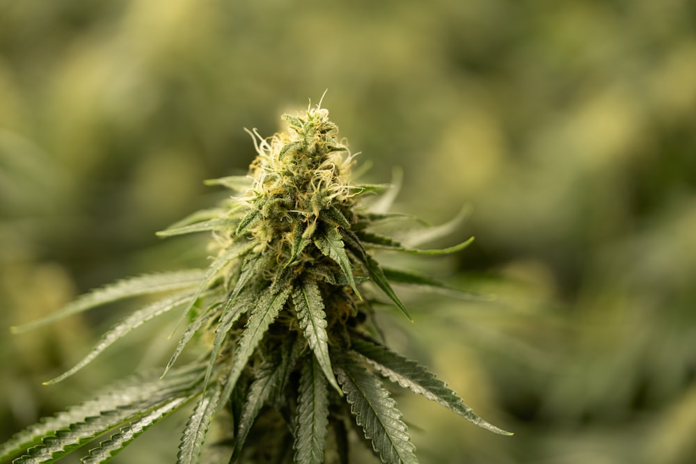 a close up of a marijuana plant in a field