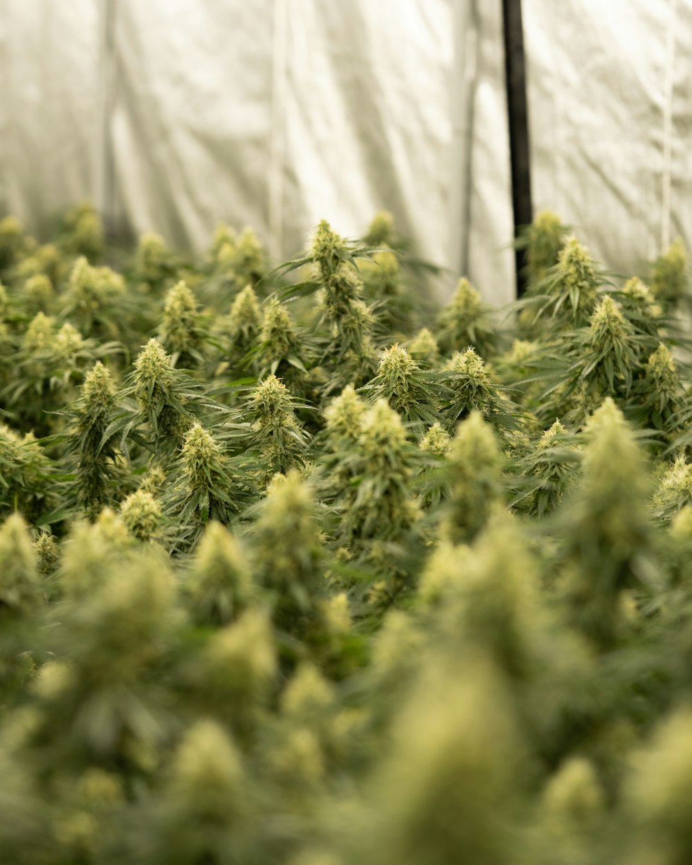 a large group of green plants in a greenhouse