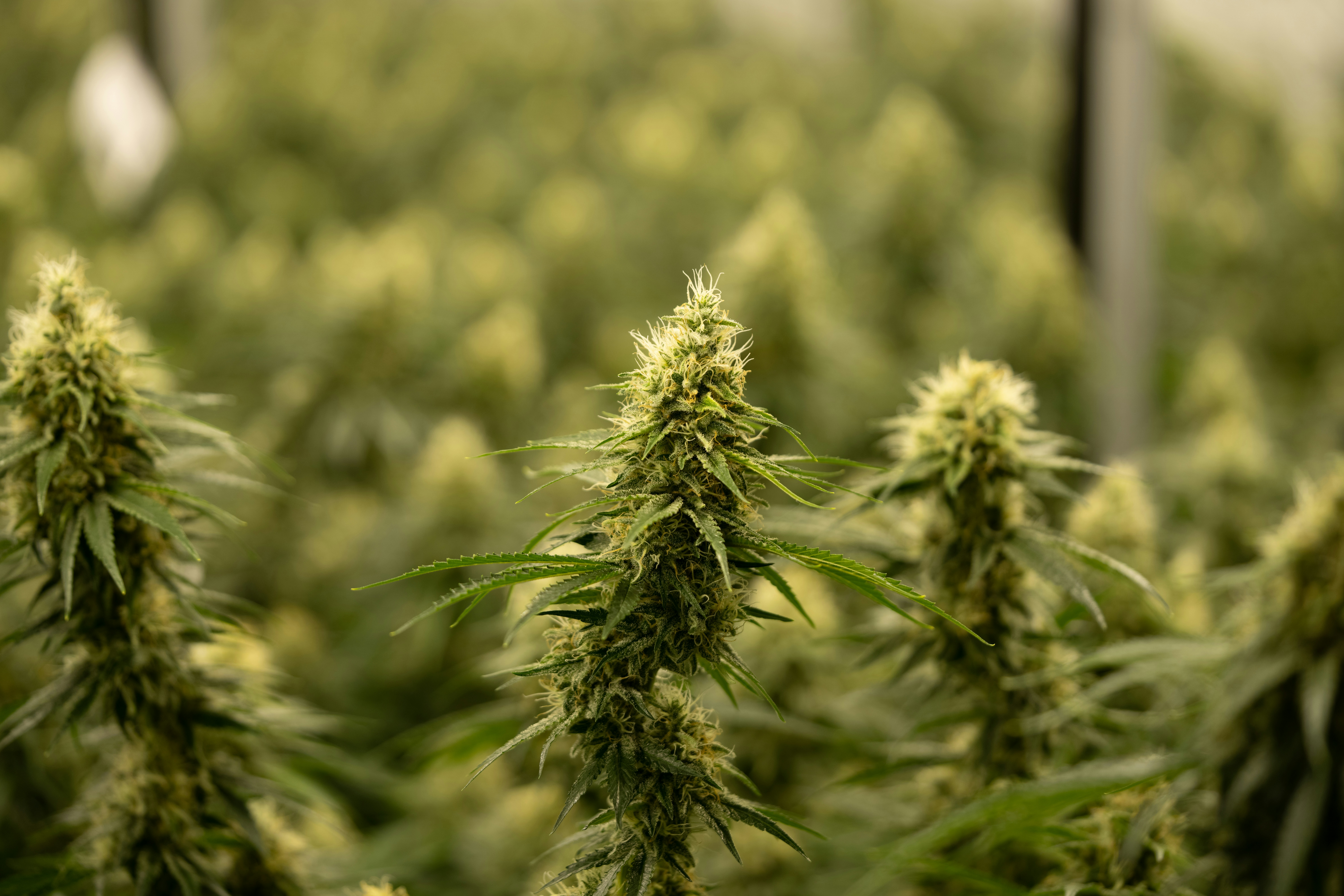 Photo by crystalweed