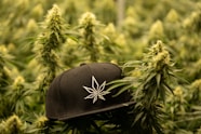 a marijuana plant with a hat on top of it