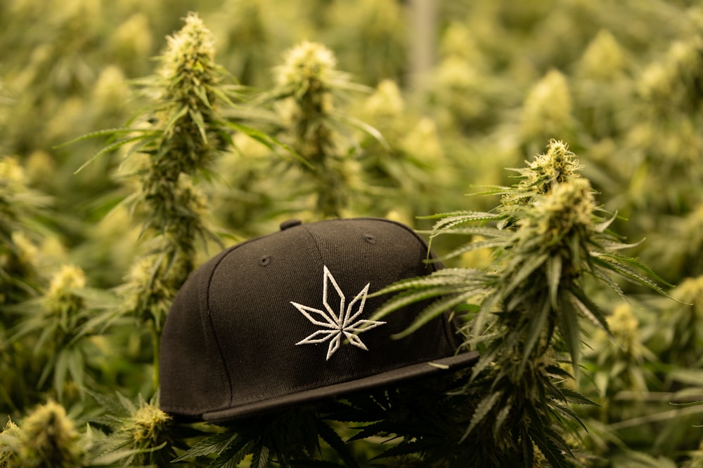 a marijuana plant with a hat on top of it