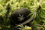 A black baseball cap with a white embroidered leaf design is placed amidst lush green cannabis plants. The plants are dense, with prominent spiky leaves and budding flowers.