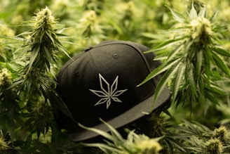 A black baseball cap with a white embroidered leaf design is placed amidst lush green cannabis plants. The plants are dense, with prominent spiky leaves and budding flowers.