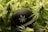 A black baseball cap with a white embroidered leaf design is placed amidst lush green cannabis plants. The plants are dense, with prominent spiky leaves and budding flowers.