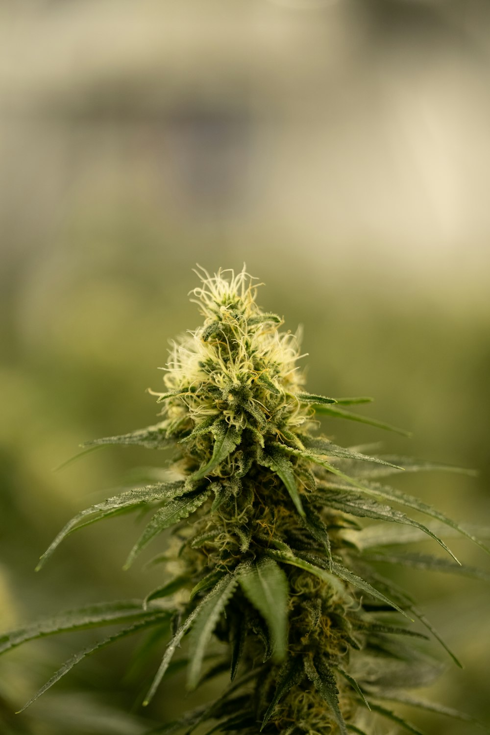 a close up of a marijuana plant with blurry background