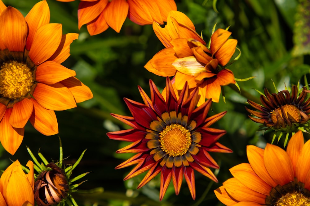 a group of orange and red flowers in a garden