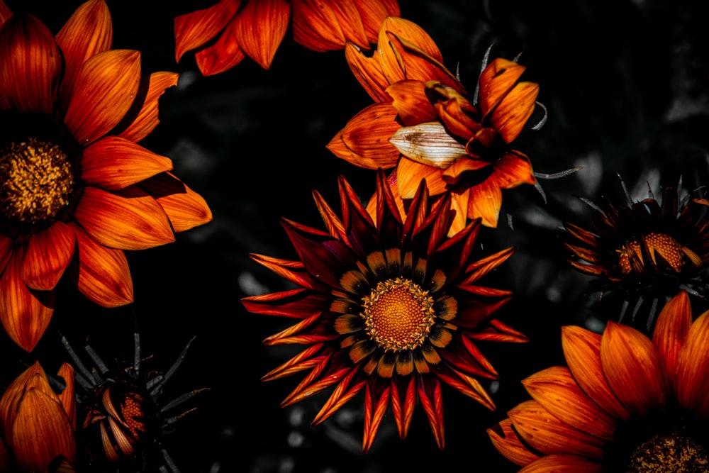 a group of orange flowers on a black background