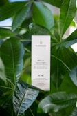 A white rectangular box labeled 'PLANTADEA' and 'BIO OLIO VISO E CORPO' is surrounded by lush green leaves. The product claims to be a bio face and body oil suitable for dry and delicate skin, mentioning it contains 1% CBD and is dermatologically tested.