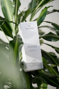 A box of skincare product labeled 'PLANTADEA' is positioned among lush, green tropical leaves. The product is described as a 'BIO BODY CREAM' intended for dry and delicate skin, containing 1% CBD. It is clinically and dermatologically tested, with text in both Italian and English highlighting these features.